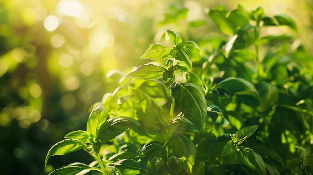 Basilicum zaden - Blomea.be