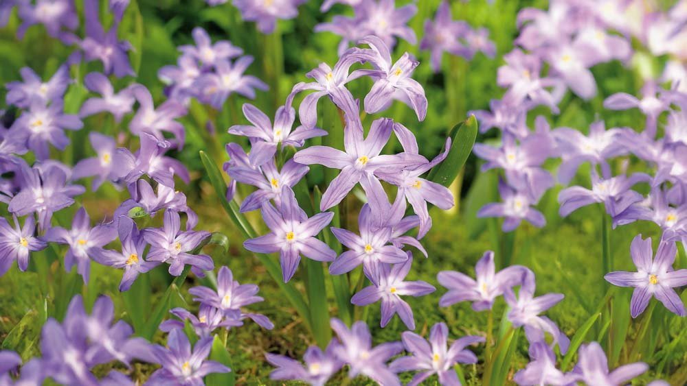 Blauwe sneeuwroem - Blomea.be