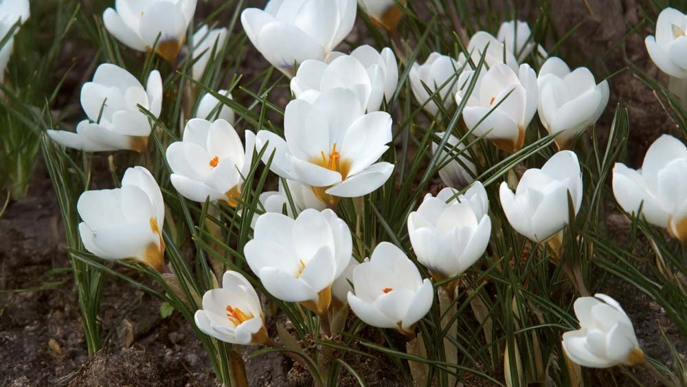 Botanische krokus - Blomea.be