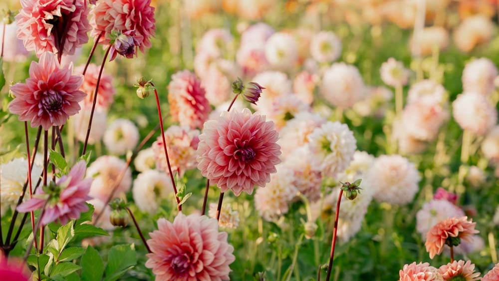 Dahlia