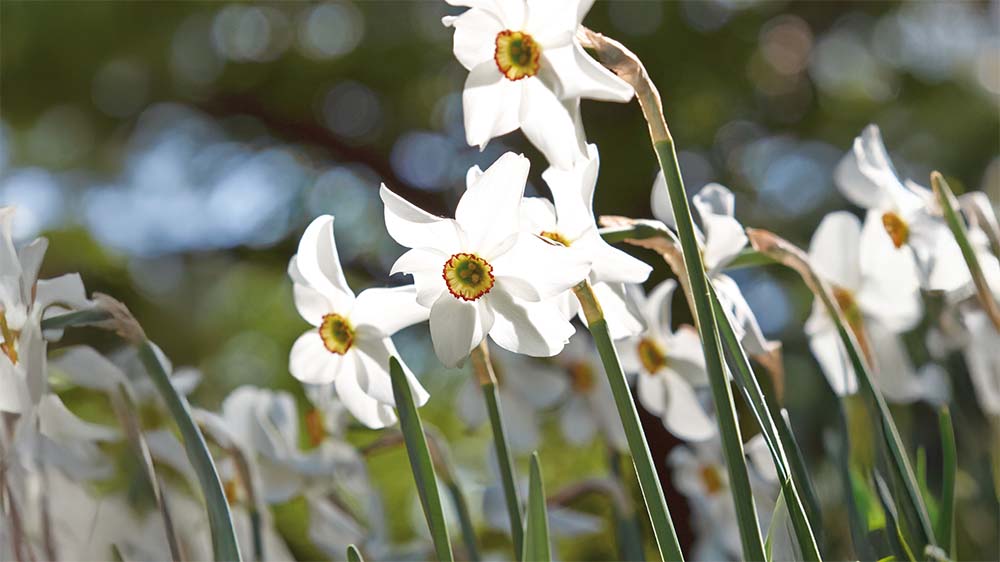 Dichtersnarcis - Blomea.be