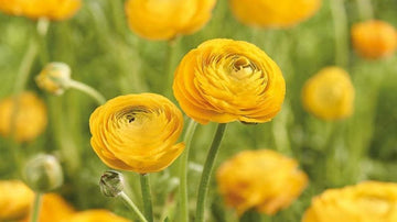 Gele ranonkel