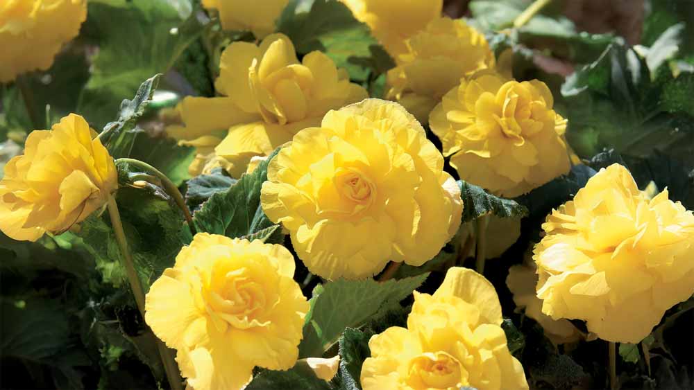Gele zomerbloemen