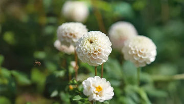 Witte dahlia