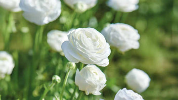 Witte zomerbloemen
