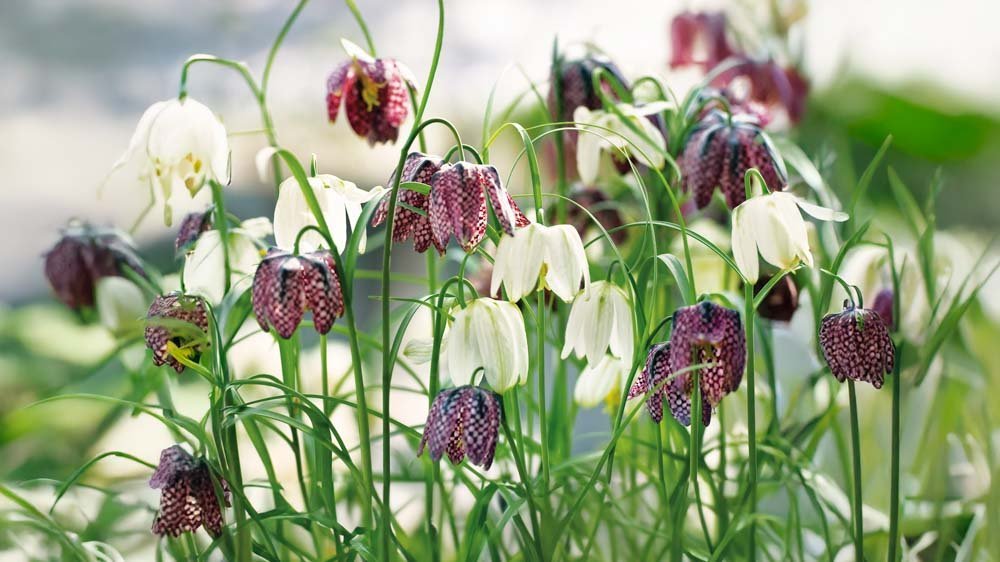 Kievitsbloem - Blomea.be