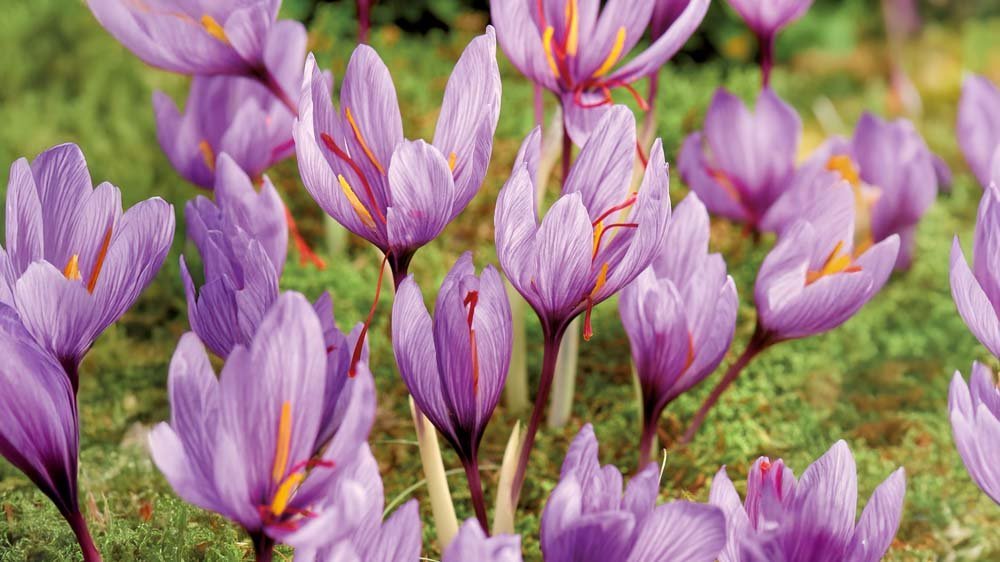 Krokus saffraan - Blomea.be