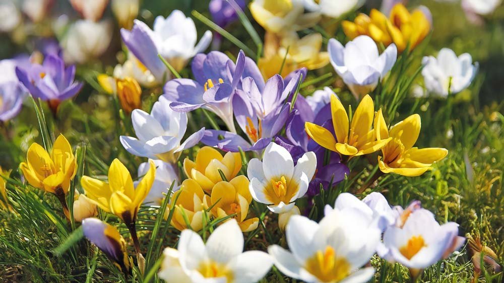 Krokusmix - Blomea.be