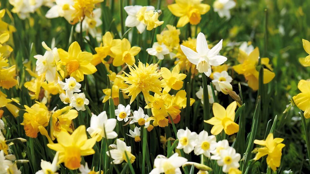 Narcissen aanbiedingen - Blomea.be