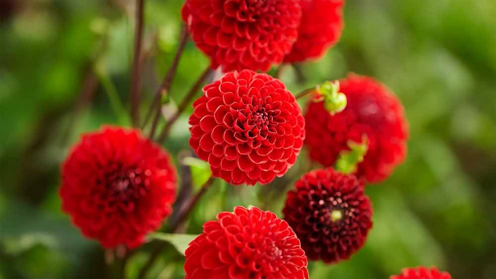 Rode dahlia - Blomea.be