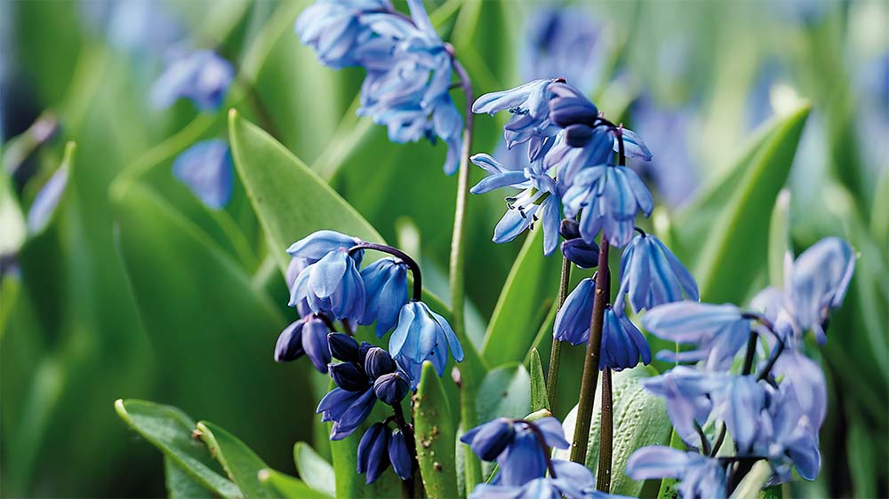 Russische scilla - Blomea.be