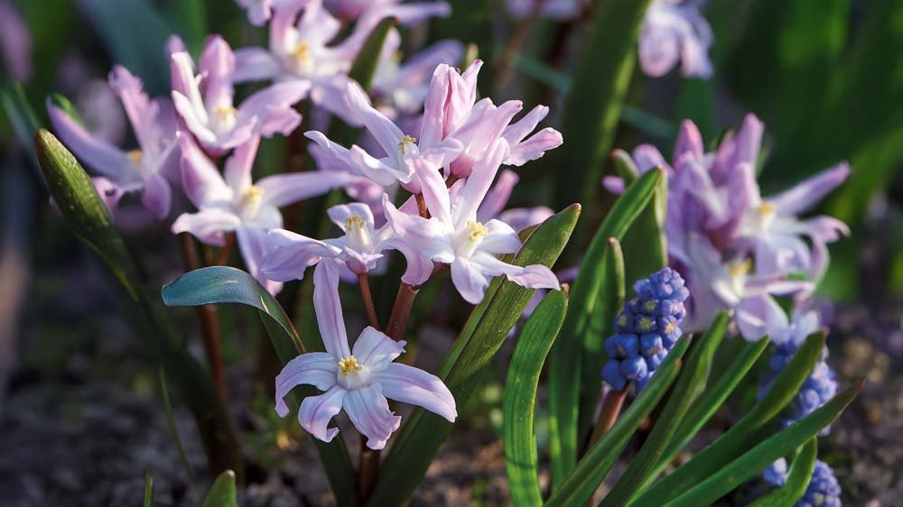 Sneeuwroem - Blomea.be