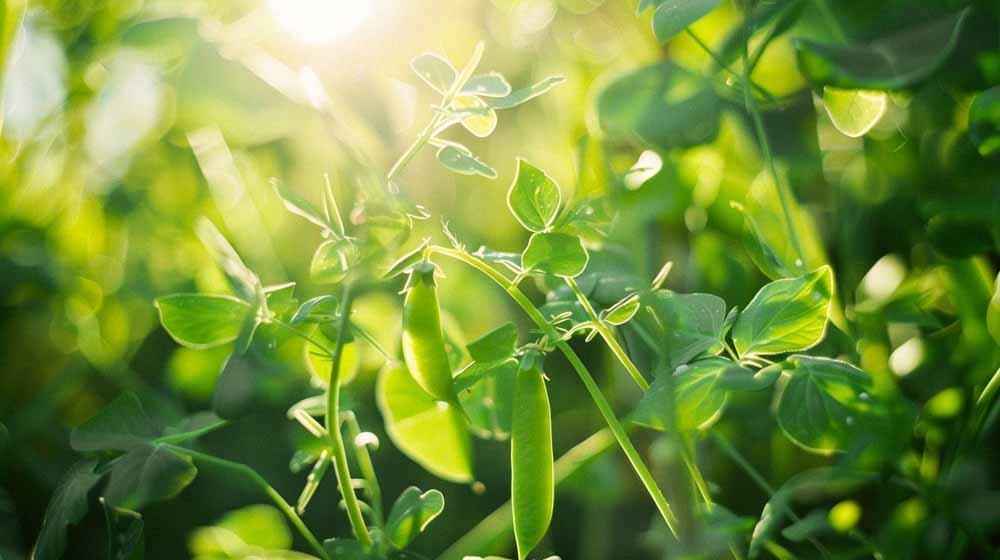 Sukkererwt zaden - Blomea.be