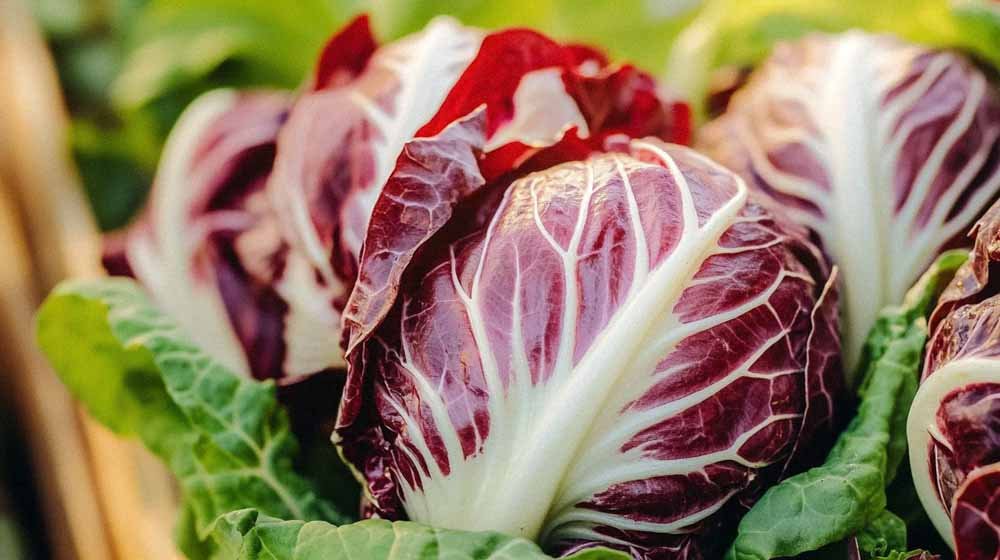 Witlof zaden - Blomea.be