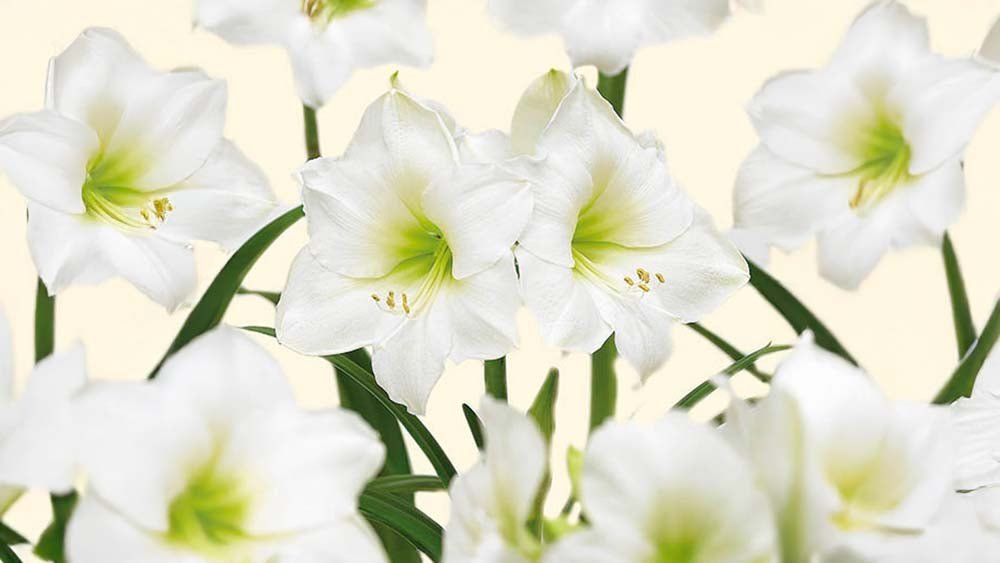 Witte amaryllis - Blomea.be