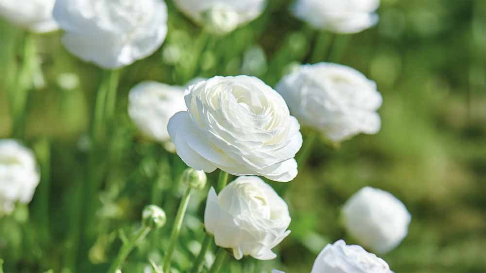 Witte zomerbloemen - Blomea.be