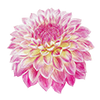 Dahlia decoratief