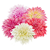 Dahlia Mix