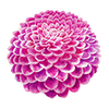 Dahlia Pompon