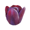 Tulpen
