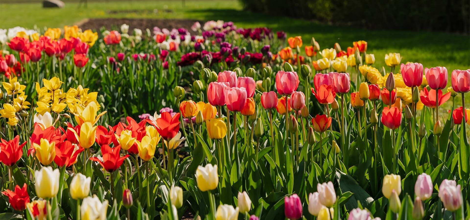 slider image slider_item_j6HeEe