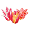 Tulpen