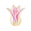 Tulpen