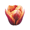 Tulpen