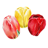 Tulpen
