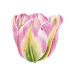 Tulpen