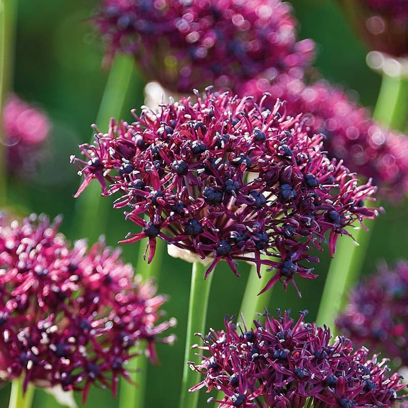 Allium 'Atropurpereum'