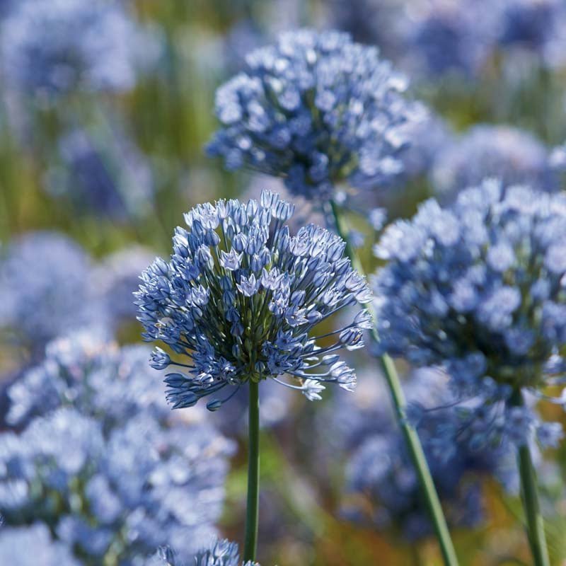 Allium 'Caeruleum'