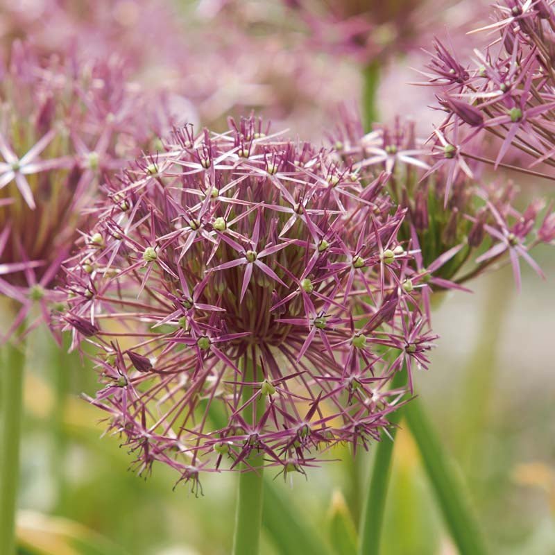 Allium 'Christophii'