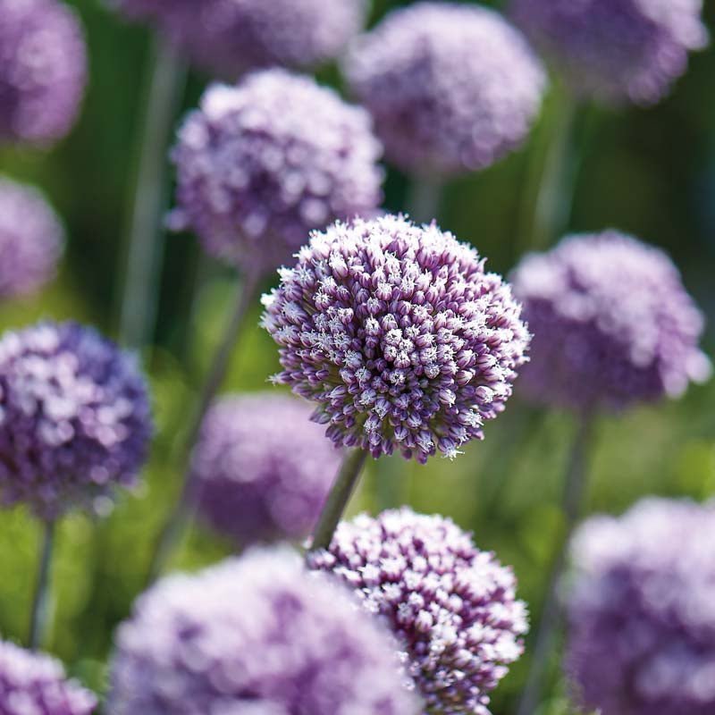Allium 'Summer Drummer'