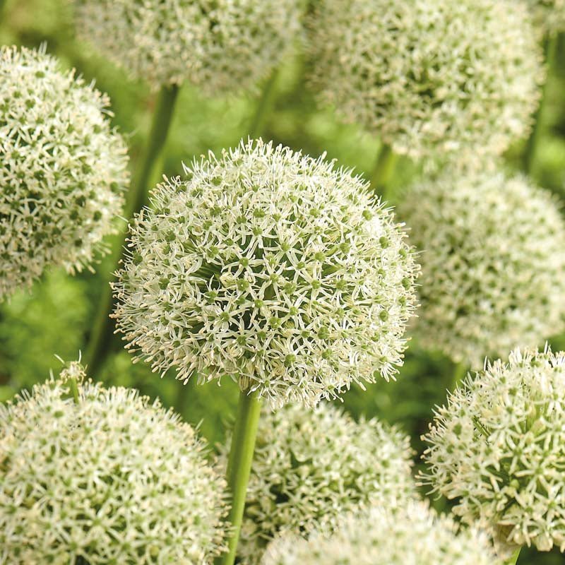 Allium 'White Giant'