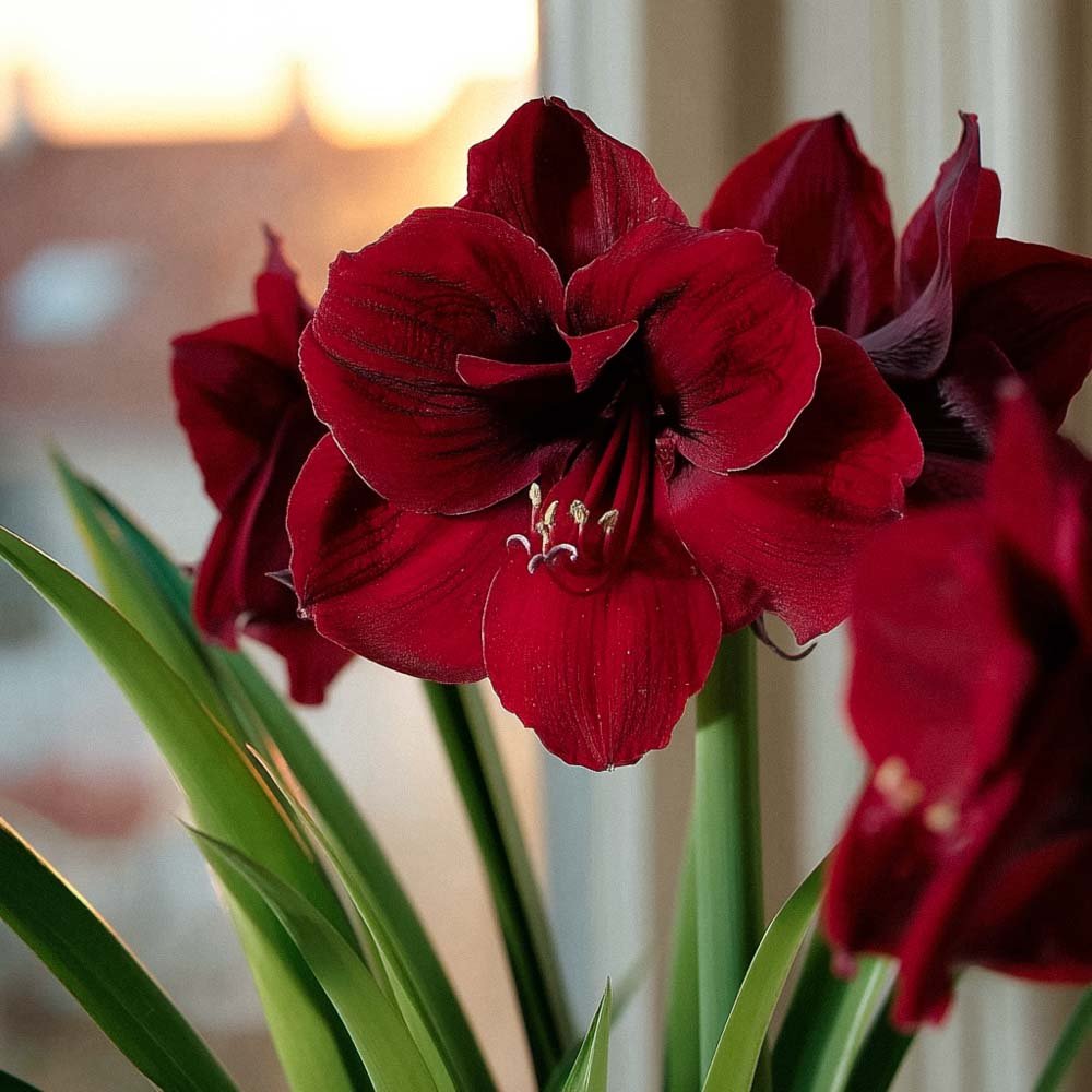 Amaryllis 'Benfica'