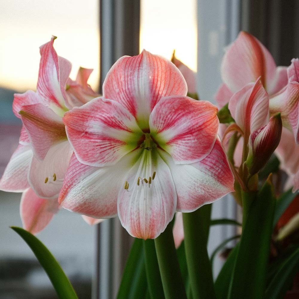 Amaryllis 'Cherry Blossom'