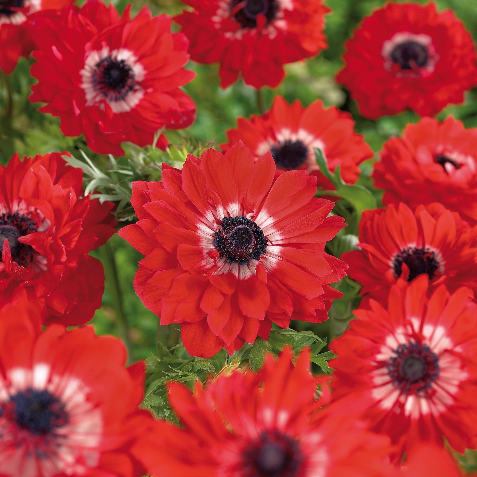 Anemoon 'The Governor'