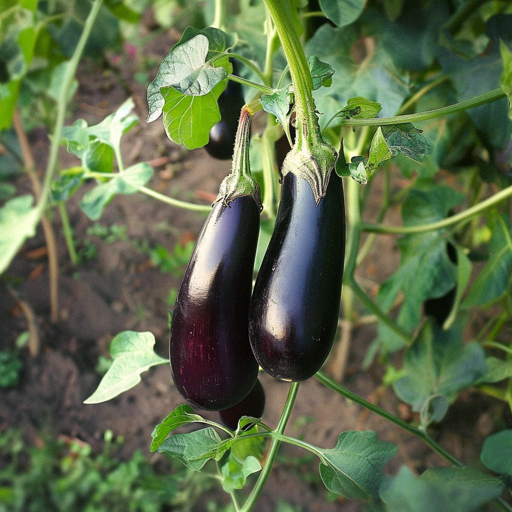 Auberginezaden 'Violetta Lunga 3' - 20 biologische zaden