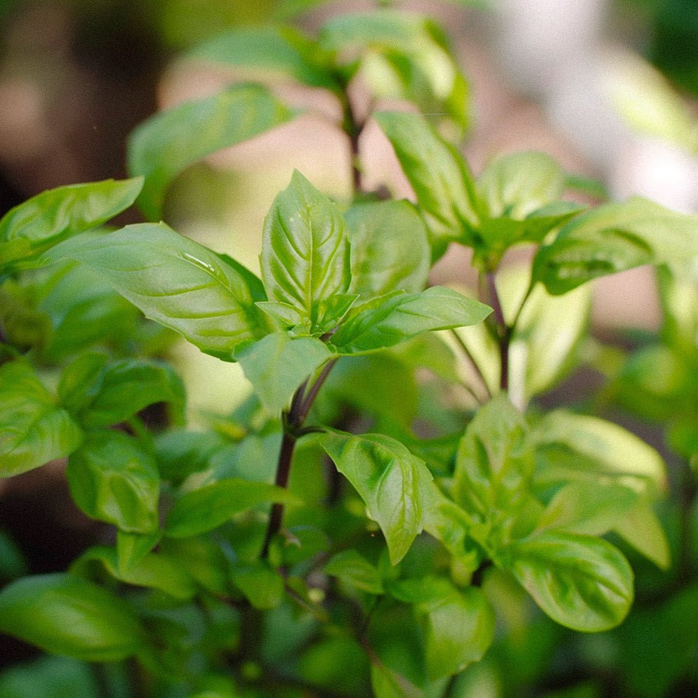 Basilicum zaden 'Cinnamon' - 100 biologische zaden