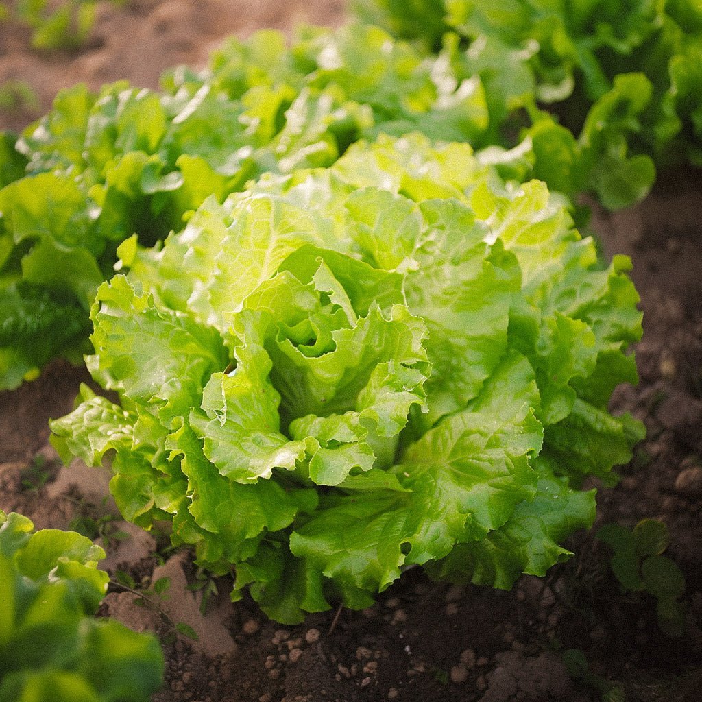 Batavia sla zaden 'Blonde de Paris' - 200 biologische zaden