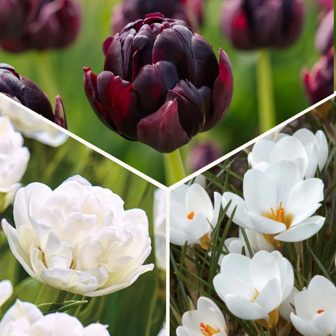 Bloembollenlasagne 'Black & White Elegance'