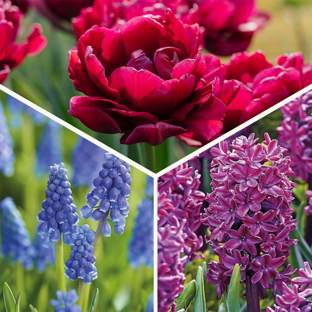 Bloembollenlasagne 'Cotton Candy Mix'