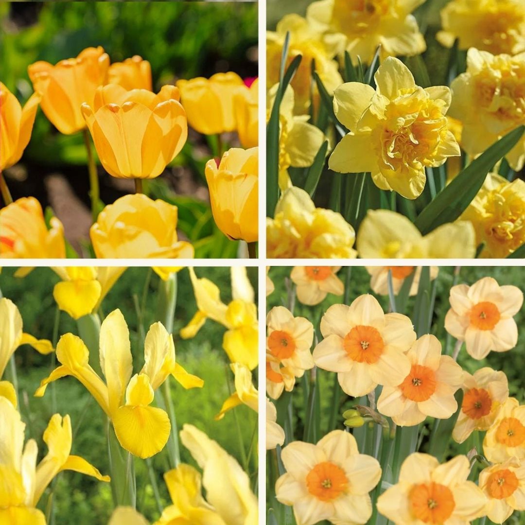 Bloembollenlasagne 'Golden Spring'