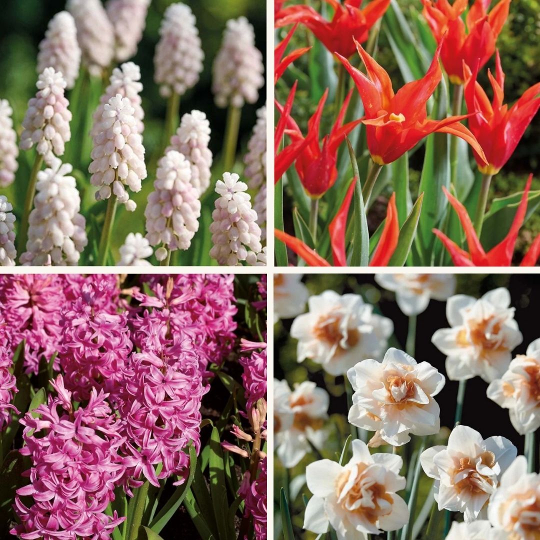 Bloembollenlasagne 'Spring Sorbet'