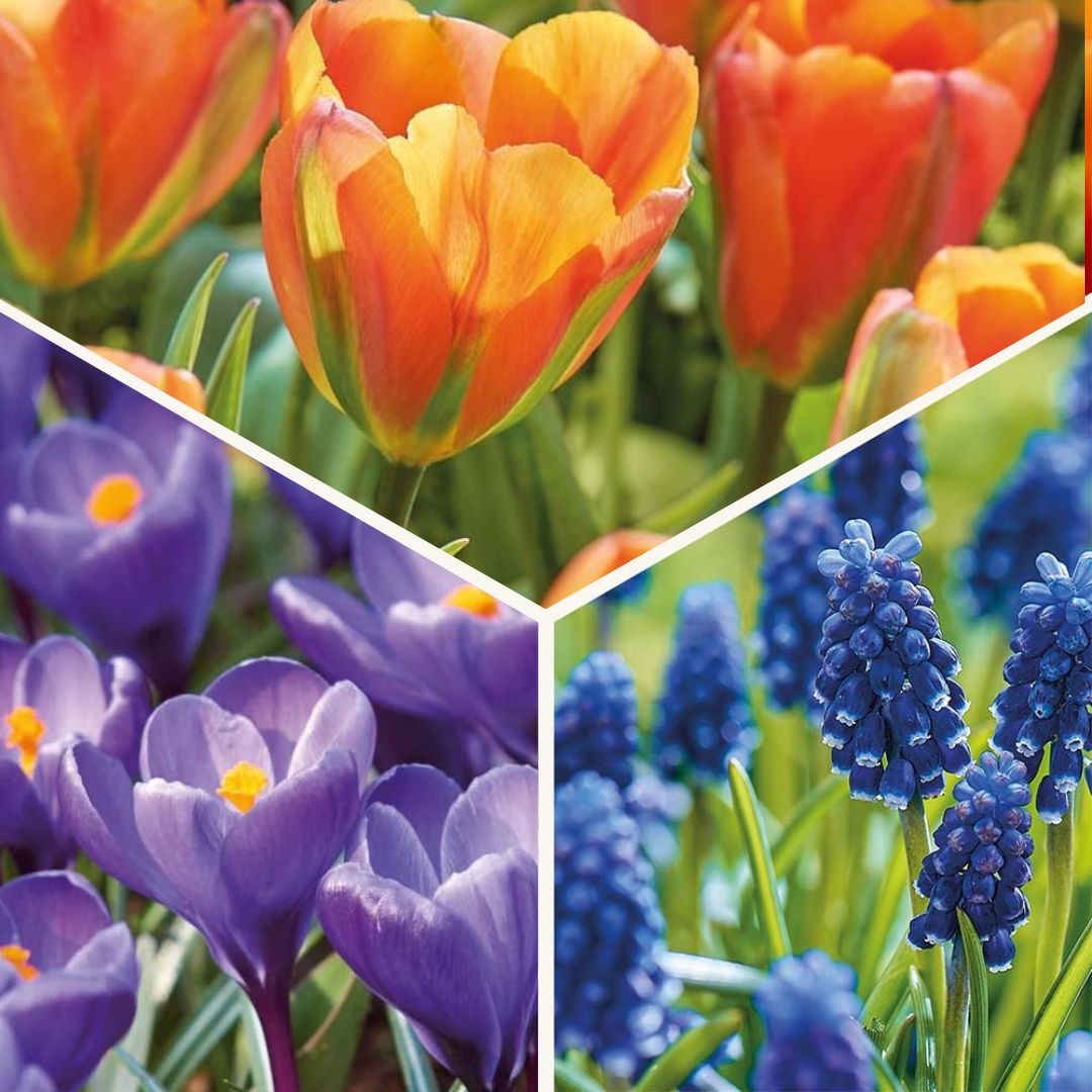 Bloembollenlasagne 'Sunset Punch'