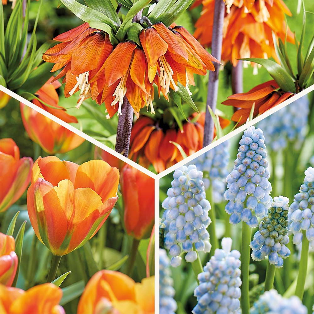 Bloembollenlasagne 'Teal and orange'