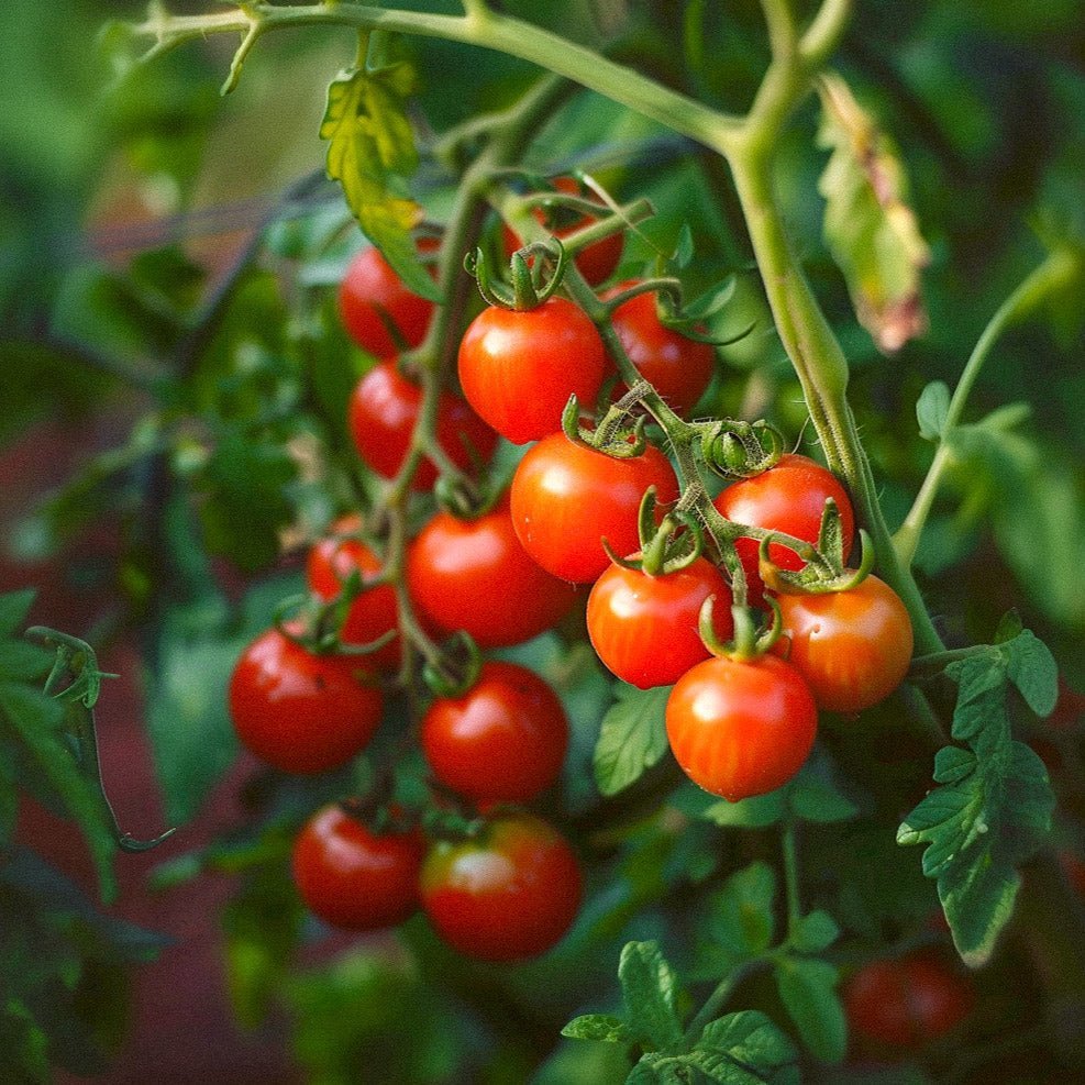 Cherrytomaat zaden 'Zuckertraube' - 30 biologische zaden