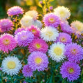 Chinese aster zaden 'Biedermeier' - 125 biologische zaden