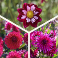 Dahliamix 'All purple mix'